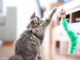 cat playing with fishing line