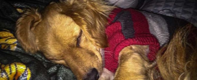 dog in woollen jumper keep pet healthy warm winter
