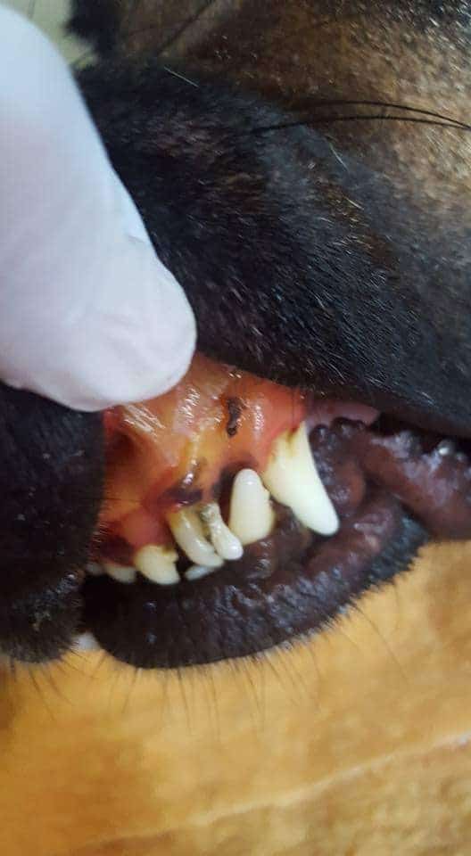 dog mouth showing signs of jaundice