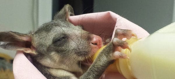australia wildlife rescue feeding joey kangaroo