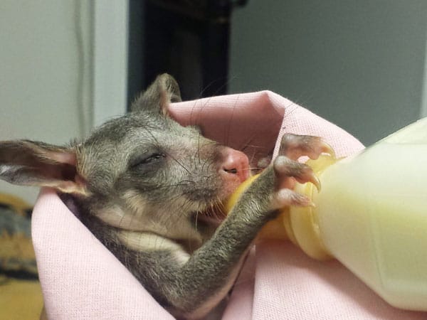 australia wildlife rescue feeding joey kangaroo 