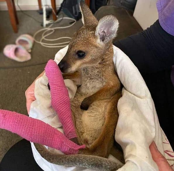 injured kangaroo with bandages on hindlegs