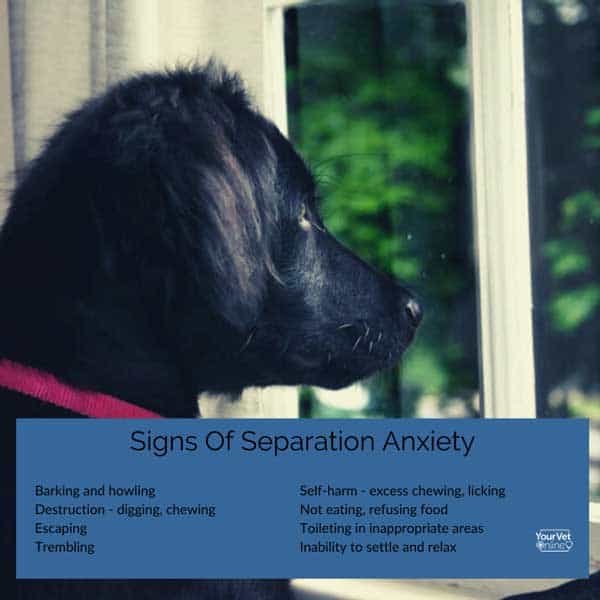 aigns of separation anxiety infographic