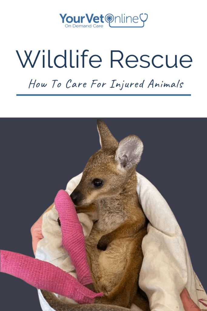 Pin for wildlife rescue
