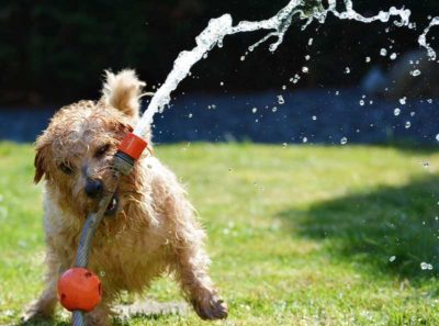 dog playing with watering hose
