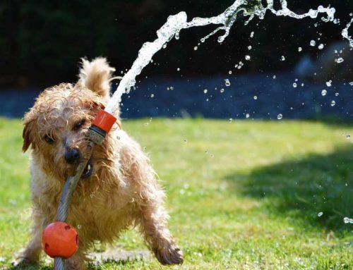 Heat Stroke In Dogs & Cats: Signs & Prevention