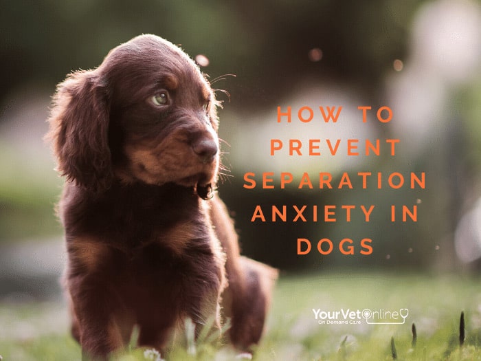 puppy separation in dogs