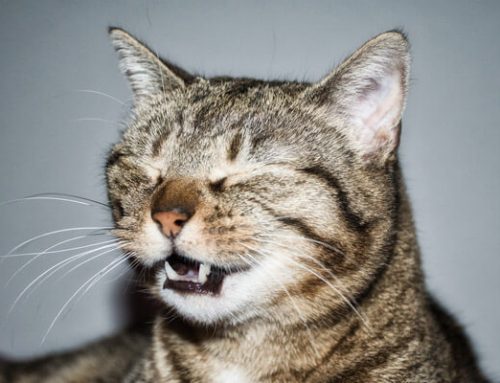 Why Is My Cat Sneezing? Does It Have A Cold?