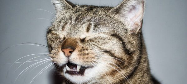 tabby cat with eyes closed sneezing