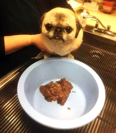 pug dog after being forced to vomit up chocolate 