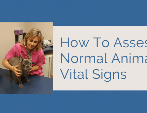 Learn How To Assess Normal Animal Vital Signs