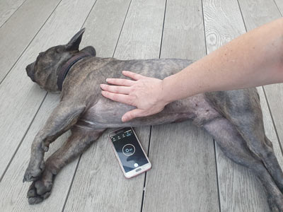 Измерение сердечного ритма собаки Рука на собачьем сундуке Телефонный таймер