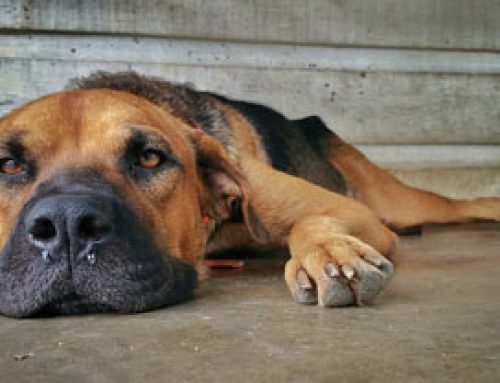 Signs And Symptoms Of Poisoning In Dogs