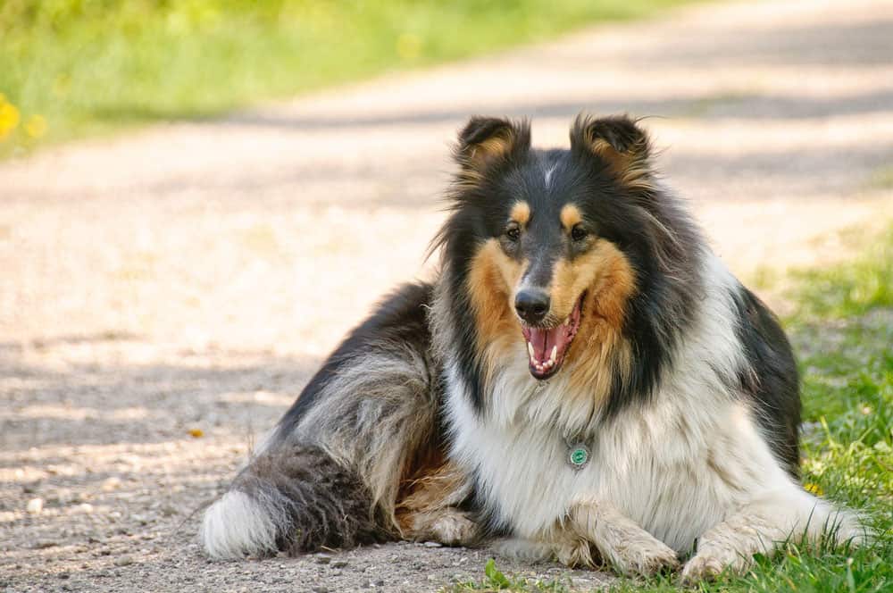 female rough coat collie dogs have increased risk of cancer if desexed prior to one year of age. 