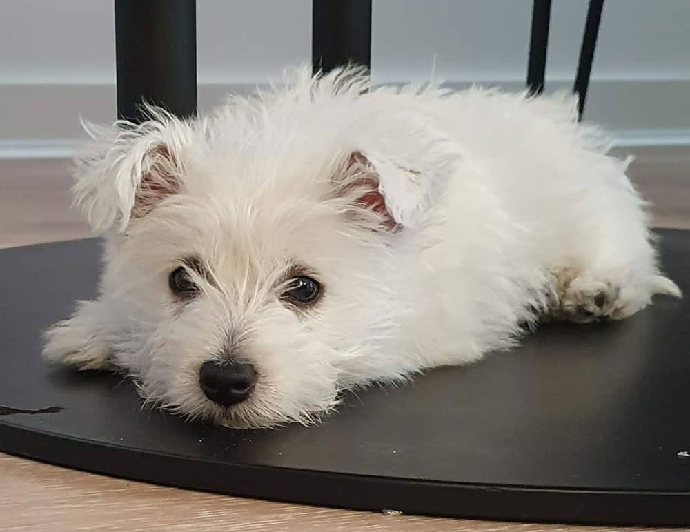 female west highland white terrier puppy should wait until they are at least 1 year old to minimise risk of urinary incontinence