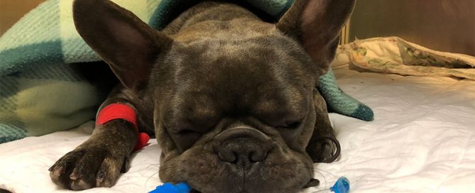 french bulldog recovering from anaesthesia