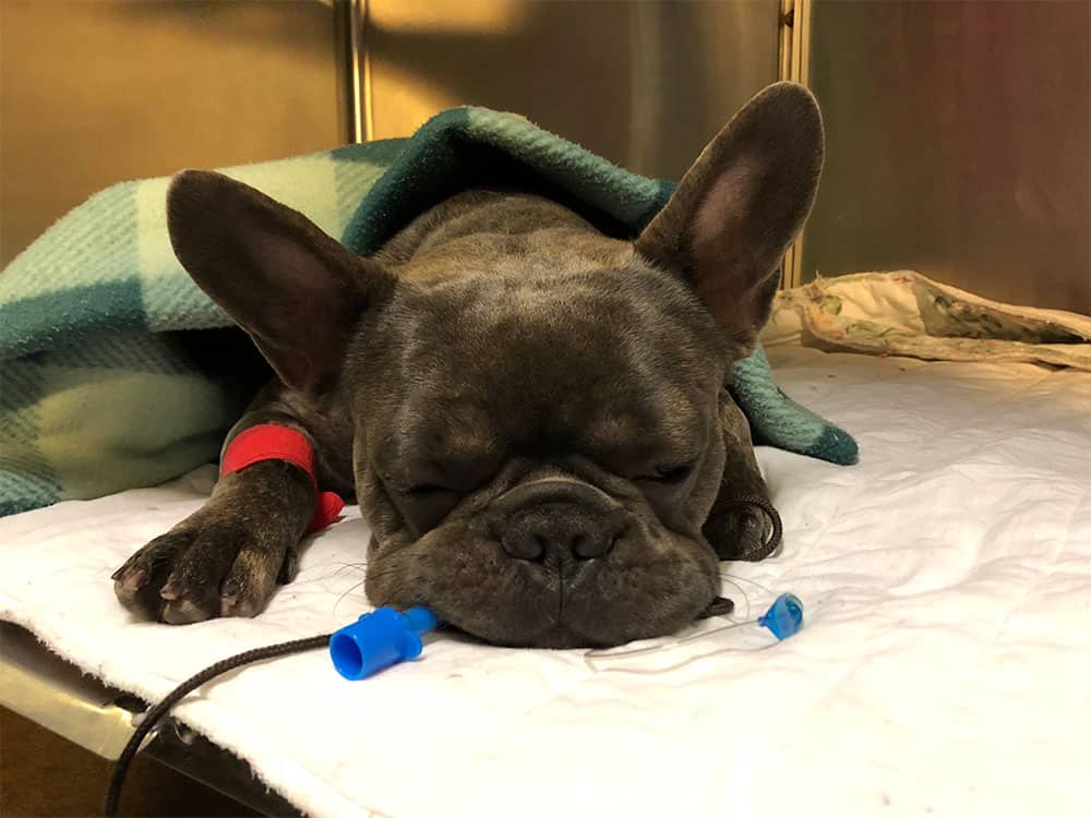 french bulldog recovering from general anaesthesia after being desexed. 