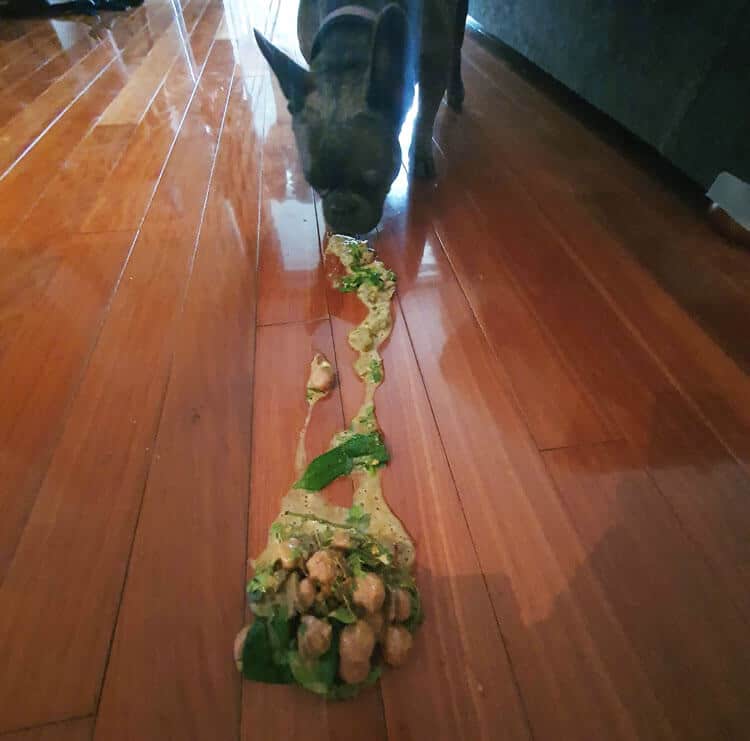 French Bulldog with vomit containing food and plant