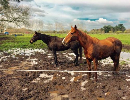 Rain Rot In Horses: How To Treat And Prevent
