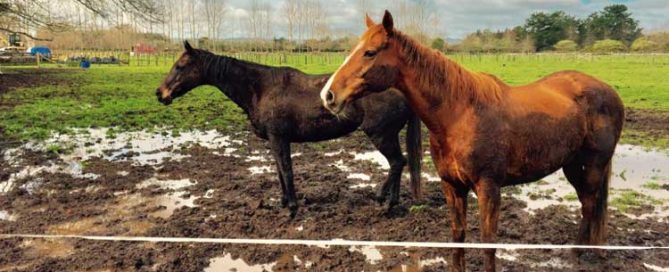 two horses standing in wet muddy paddock