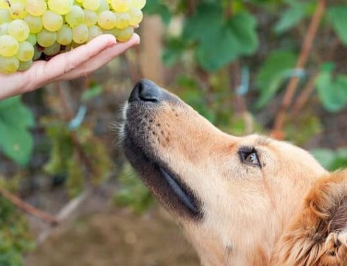Raisin And Grape Poisoning In Dogs – When To Worry