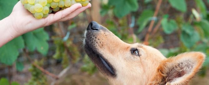 dog looking at a bunch of green grapes
