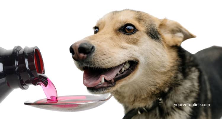 dog with cough medicine on a spoon