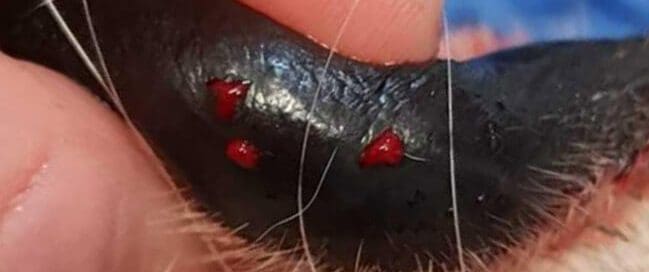 snake bite to lip of dog three bleeding fang marks