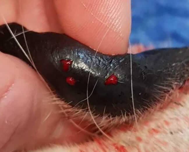 first aid required for snake bite to lip of dog three bleeding fang marks