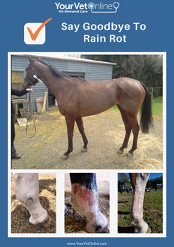 rain rot treatment guide cover