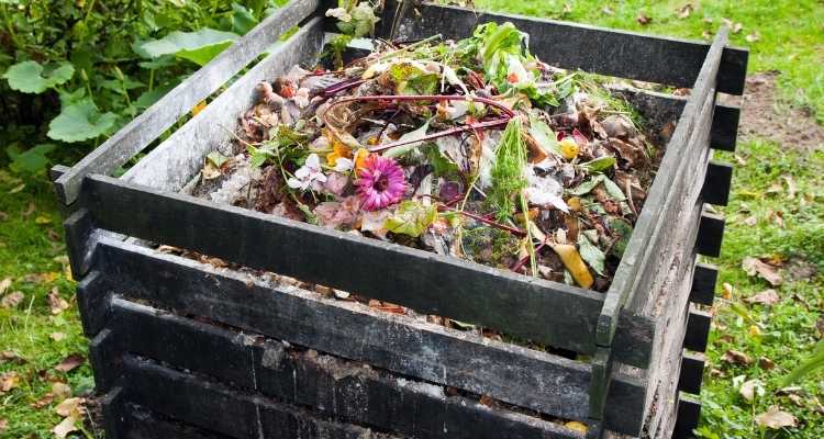 compost bin containing food scraps with no lid will attract rats