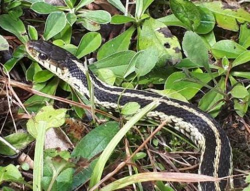 Safe Ways To Get Rid Of Snakes From Your Backyard