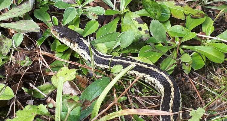 Safe Ways To Get Rid Of Snakes From Your Back Yard | Your Vet Online
