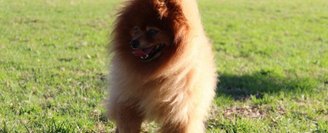 Pomeranian dog with collapsed trachea