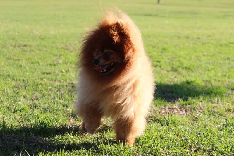 Pomeranian dog with collapsed trachea 