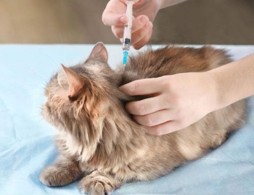 Cat And Kitten Vaccination Schedules