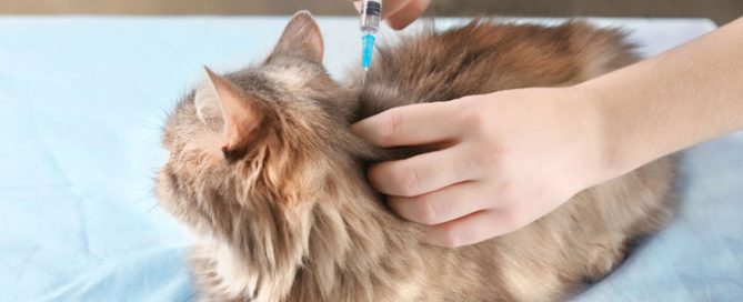 cat receiving a vaccination from vet