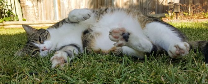 tabby cat lying on grass