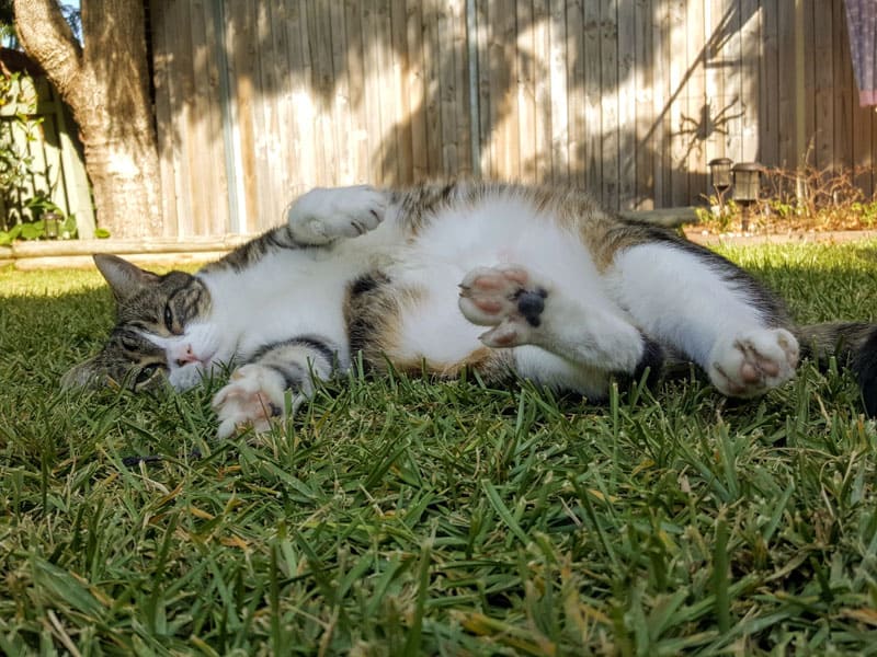 tabby cat lying on grass 