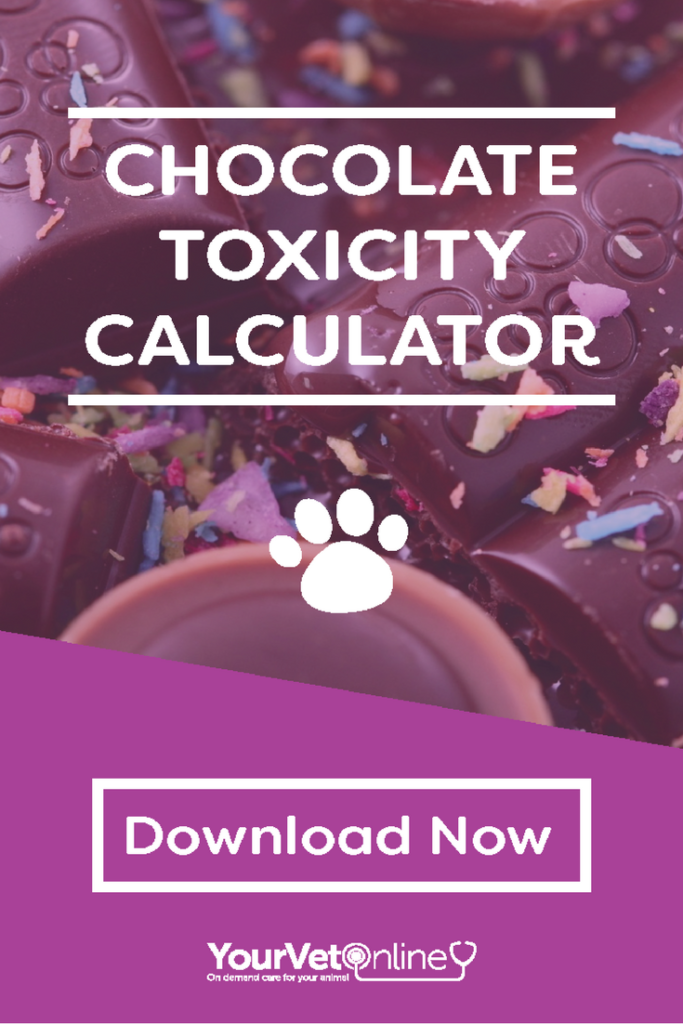 Chocolate toxicity calculator pinterest pin with chocolate