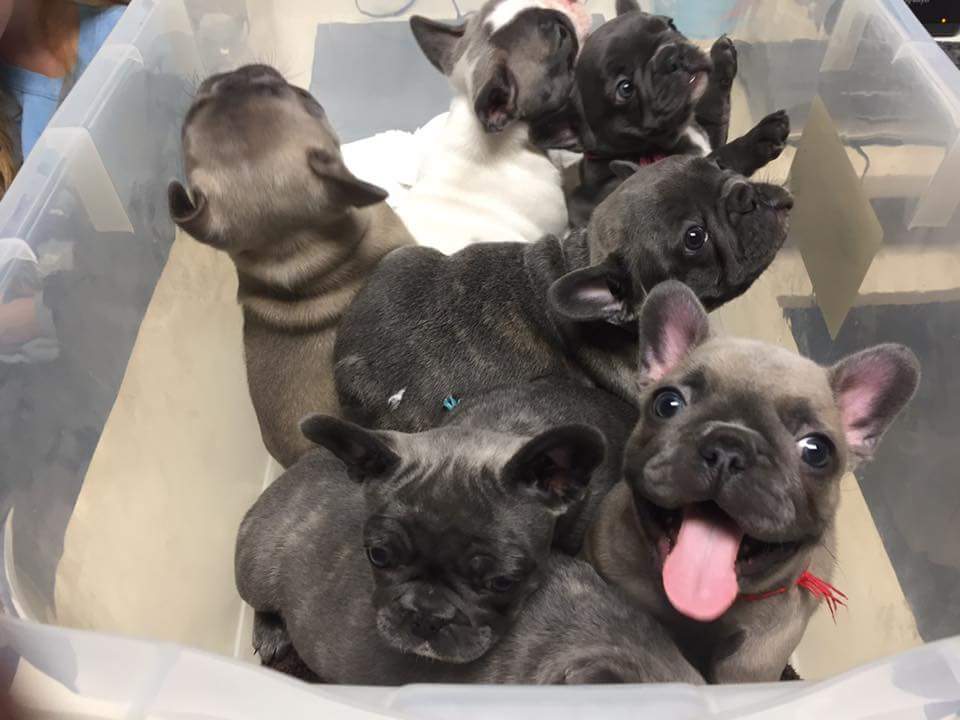 Puppies in a box ready for vet to vaccinate