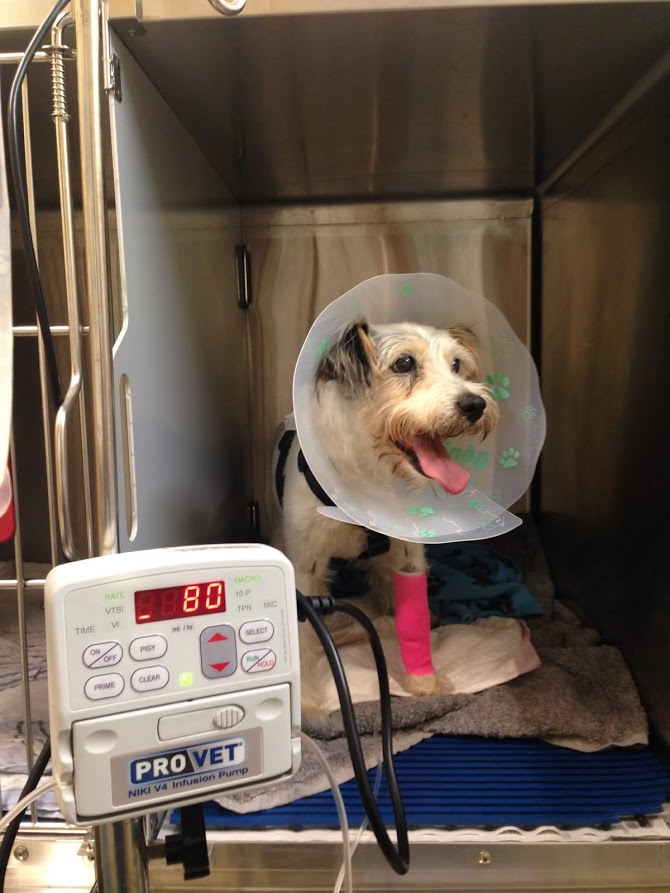 Terrier dog in hospital cage with Elizabethan collar on a drip. 