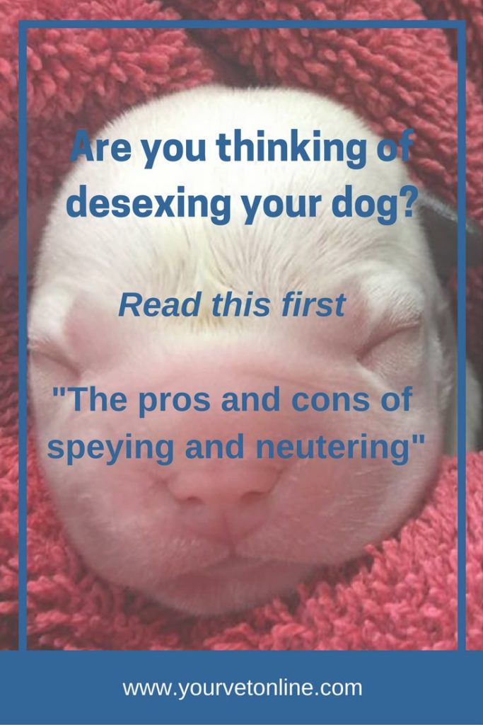 Are you thinking of desexing your dog?