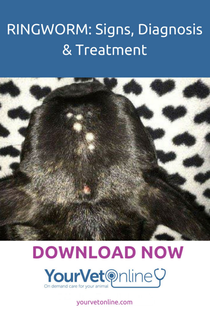Ringworm signs diagnosis and treatment
