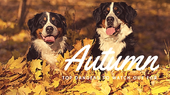 dogs in leaves autumn dangers in your garden