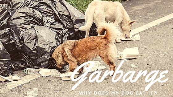 why does my dog eat garbage