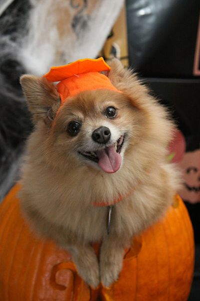 Halloween Top Safety Tips To Keep Your Pet Safe