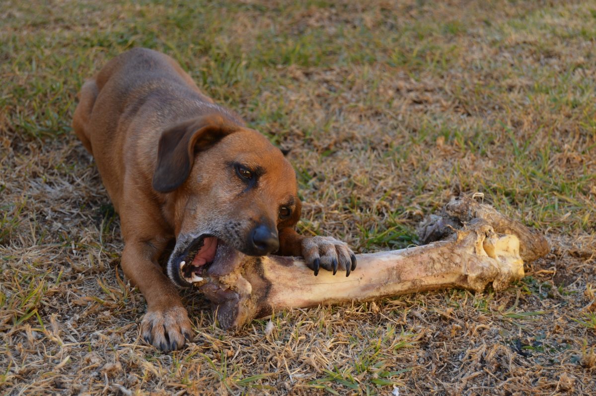 Dog eating a large bone for dental health