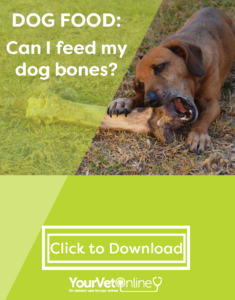 Can I Feed My Dog Bones