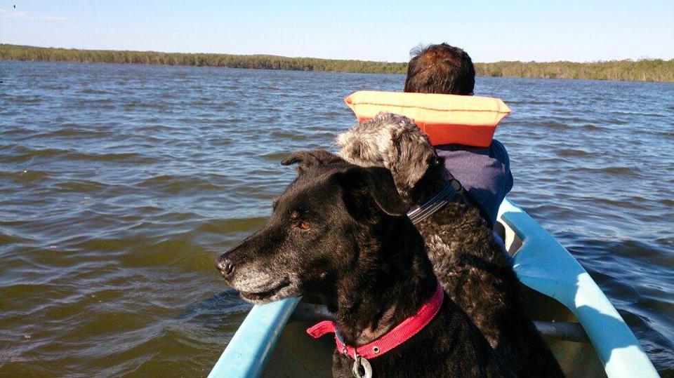 dogs in canoe in a pet safe holiday